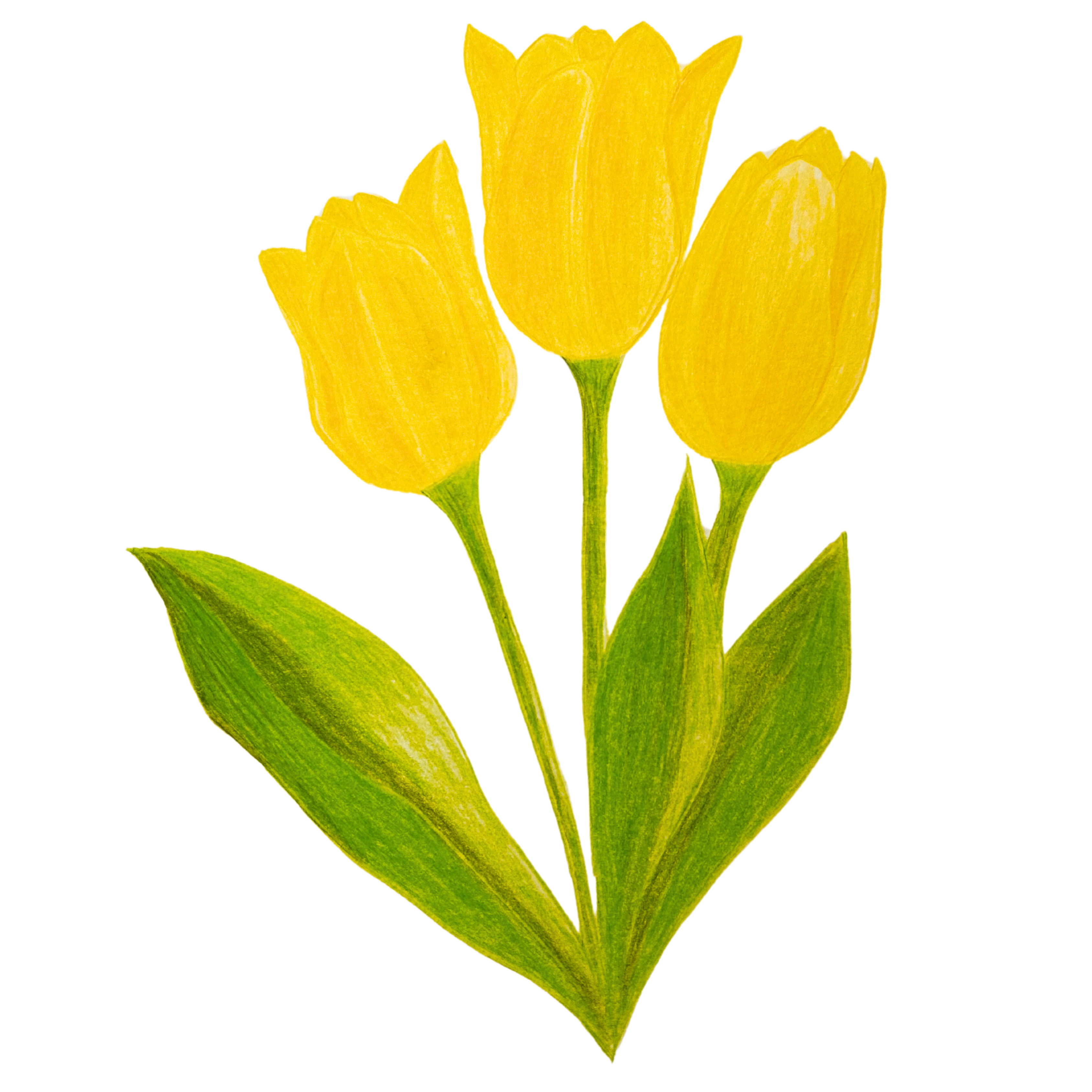 tulipány žlutá č.2